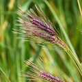 初夏の風に揺れる「六条大麦」