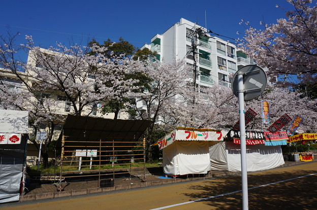 【さくら満開 写真】西公園 桜 福岡 2014年3月28日撮影 (3)