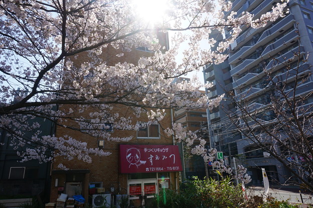 【さくら満開 写真】西公園 桜 福岡 2014年3月28日撮影 (4)
