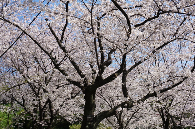 【さくら満開 写真】西公園 桜 福岡 2014年3月28日撮影 (21)