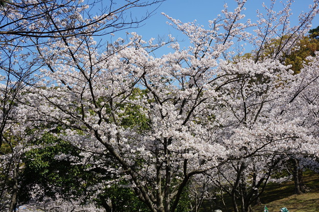 【さくら満開 写真】西公園 桜 福岡 2014年3月28日撮影 (25)