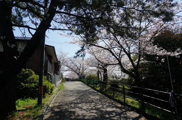 【さくら満開 写真】西公園 桜 福岡 2014年3月28日撮影 (27)