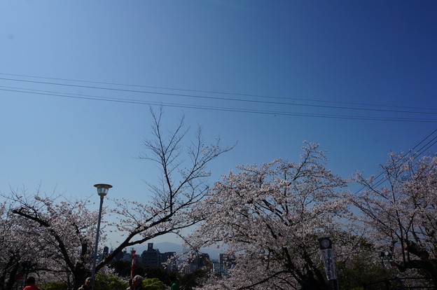 【さくら満開 写真】西公園 桜 福岡 2014年3月28日撮影 (35)