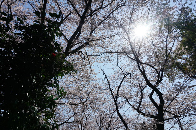 【さくら満開 写真】西公園 桜 福岡 2014年3月28日撮影 (75)
