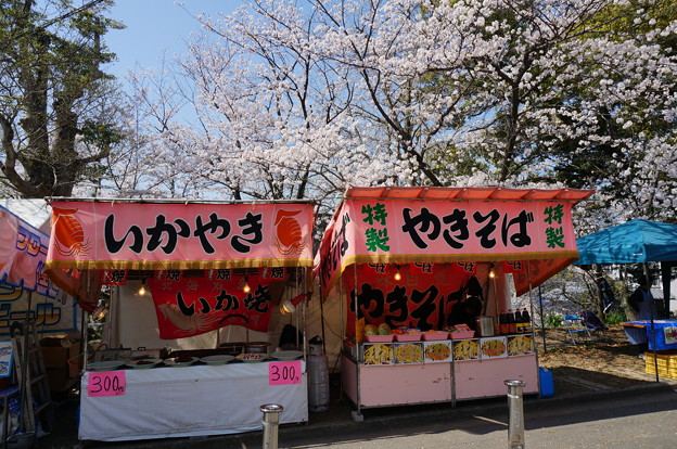 【さくら満開 写真】西公園 桜 福岡 2014年3月28日撮影 (77)