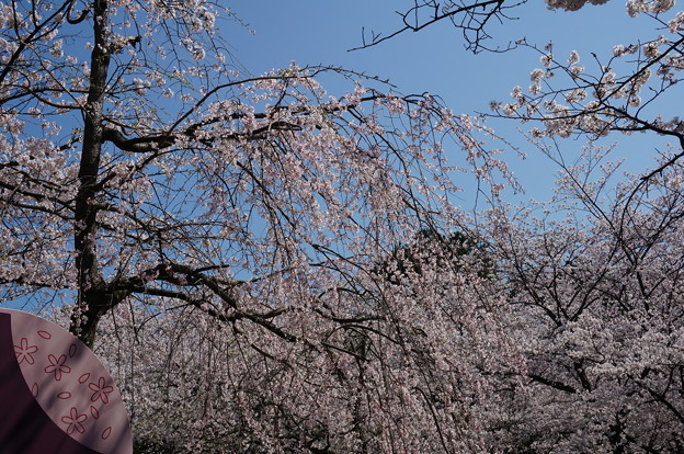 【さくら満開 写真】西公園 桜 福岡 2014年3月28日撮影 (78)