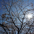 Photos: 【さくら満開 写真】西公園 桜 福岡 2014年3月28日撮影 (79)