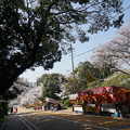 Photos: 【さくら満開 写真】西公園 桜 福岡 2014年3月28日撮影 (80)