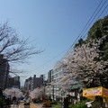 Photos: 【さくら満開 写真】西公園 桜 福岡 2014年3月28日撮影 (82)