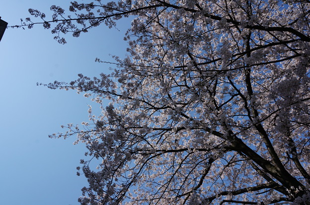【さくら満開 写真】西公園 桜 福岡 2014年3月28日撮影 (86)
