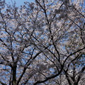 Photos: 【さくら満開 写真】西公園 桜 福岡 2014年3月28日撮影 (87)