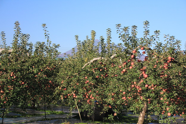 りんご園と岩木山01-12.27