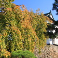 Photos: 弘前城と紅葉02-12.10.27