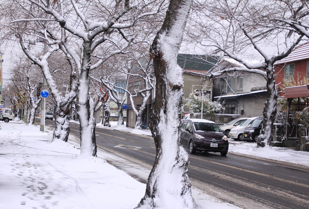 Photos: 風雪の痕跡・桜並木01-12.11.27