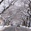 風雪の痕跡・桜並木02-12.11.27