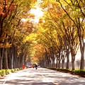 Photos: 欅並木の紅葉道路