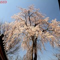 長青寺の枝垂れ桜