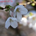 染井吉野桜の開花