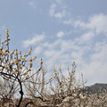 白加賀と春の空