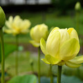 黄色の蓮の花