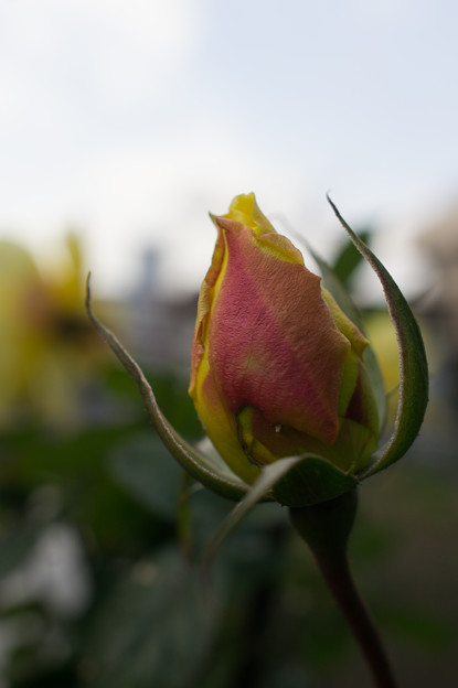 Photos: 冬薔薇の蕾