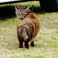 タヌキ猫