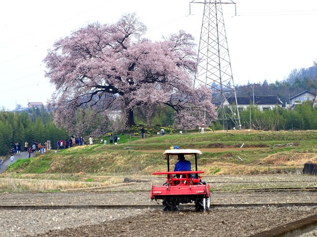 わに塚の桜2021