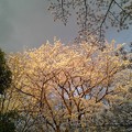 Photos: 桜6