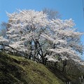 Photos: 桜7