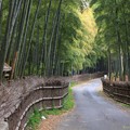 Photos: 竹の径・竹林