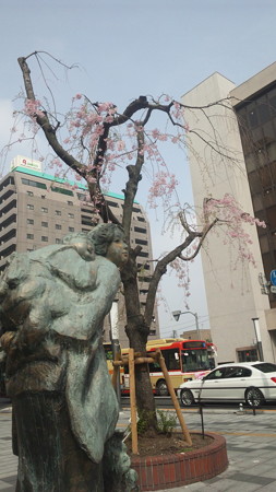 八王子駅入り口の垂れ桜