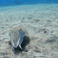Cuttlefish Frontal