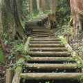 山道の木の階段