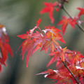 Photos: 庭先の秋