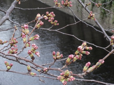 2013.3.18　目黒川の桜