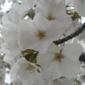 季節の桜
