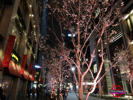 日本橋の桜並木