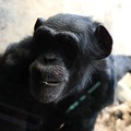 Photos: 2014.03.24　ズーラシア　チンパンジー