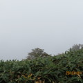 Photos: 20121011　石鎚山　真っ白け