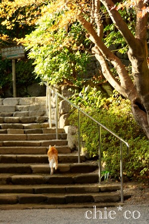 石段を登る猫・・浄妙寺にて・・