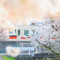 Photos: 桜の日のこと