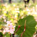 Photos: 秋海堂 西瓜の色に 咲きにけり