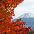 Photos: 秋色と富士山