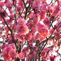 Photos: 【冬】梅、桃、桜の見分け方｜THEうんちく｜2013年