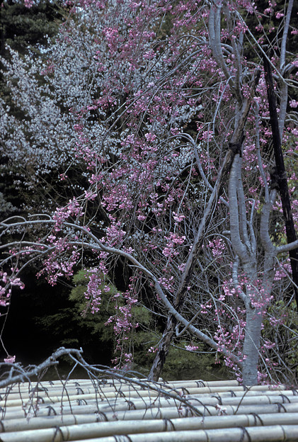 1986年4月（PKM）コダクローム25　岡山後楽園　桜？梅？