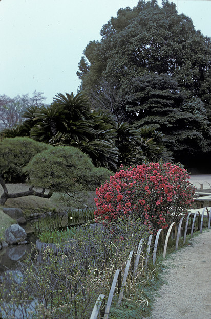 Photos: 1986年4月（PKM）コダクローム25　岡山後楽園
