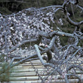 Photos: 1986年4月（PKM）コダクローム25　岡山後楽園　桜