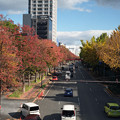 Photos: 【ネガ】街路樹の紅葉
