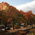 Photos: 【ネガ】紅葉の木と南国の木