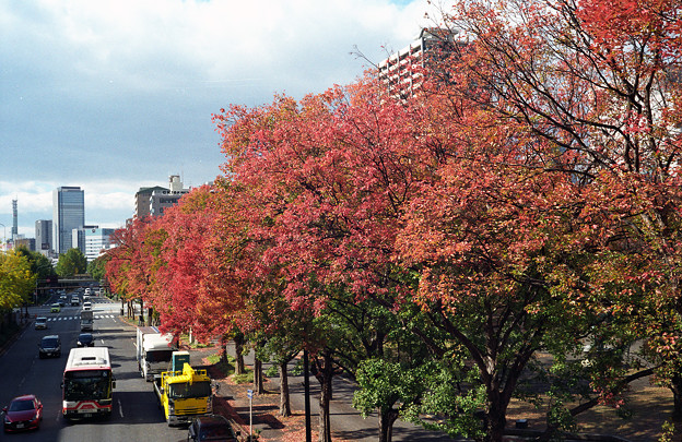 【ネガ】街路樹の紅葉（後ろ側）